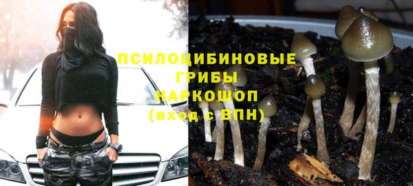 прущие грибы Алзамай